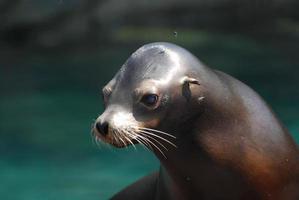 adorabile cucciolo di leone marino fuori dall'acqua foto