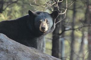 orso nero in piedi su una roccia foto