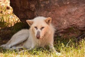 bellissimo sguardo a un lupo che riposa in estate foto