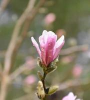 sorprendente da vicino un fiore di magnolia rosa foto