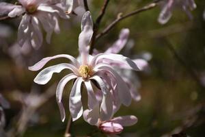 bella fioritura rosa magnolia fiore sbocciano su un albero foto