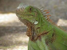 candida di un'iguana verde foto