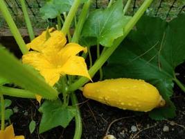 zucca estiva gialla che cresce in un giardino foto