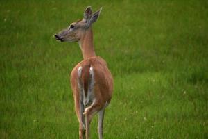 grande daina in un campo di erba verde foto