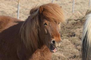 ridacchia cavallo di castagno islandese foto
