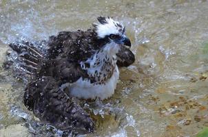 falco di pesce che spruzza in acqua foto