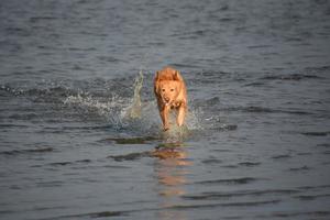 cane in azione che corre attraverso le acque dell'oceano foto