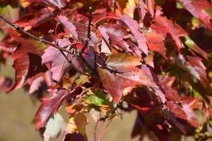 foglie rosse croccanti che cambiano in autunno nel New England foto