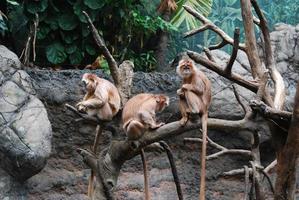 trio di scimmie javan langur tutte sedute su un albero foto