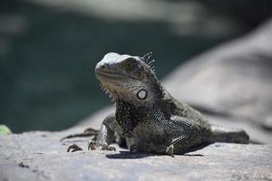 grande iguana che scruta oltre il bordo di una roccia foto