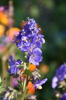 graziosi fiori viola delphinium che sbocciano in un giardino foto