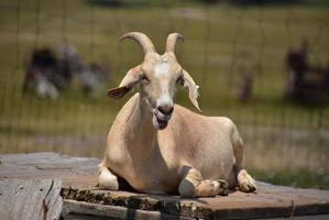 capra assonnata che mastica mentre si riposa al sole foto