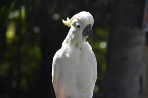 uccello bianco del Cacatua crestato seduto al sole foto