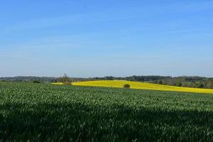 splendido terreno agricolo con un campo di semi di colza e colture foto