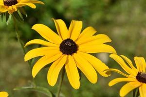 fiori di rudbeckia gialli e marroni a fioritura brillante foto