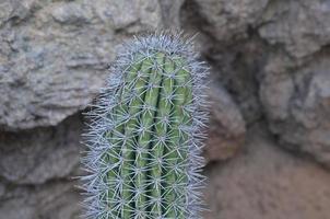 piuttosto spinoso cactus nel deserto del Midwest foto