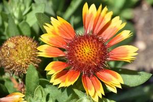 fiori di coperta rossa e gialla che sbocciano foto