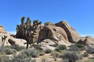 formazioni rocciose di arenaria nel deserto del Mojave foto