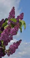 splendido grappolo di lillà comuni viola fioriti foto