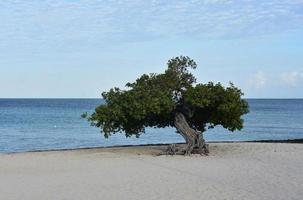 l'albero di divi di aruba sulla spiaggia dell'aquila al mattino foto