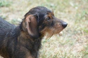 cane bassotto davvero carino foto