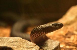 serpente nero con la testa sollevata foto