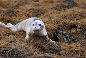 cucciolo di foca sulle alghe nel Maine foto