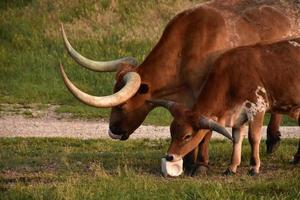 manzo longhorn marrone con un bambino che lecca il sale foto