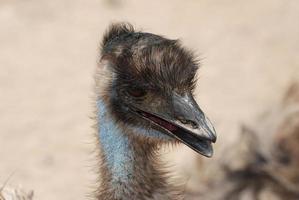 da vicino e personale con un grande emu foto
