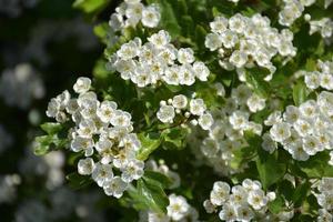 melo ricoperto di minuscoli fiori bianchi foto