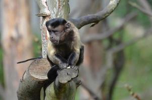 faccia buffa su una scimmia cappuccino trapuntata in un albero foto