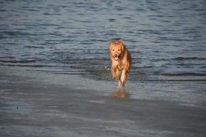 cane da riporto che salta fuori dall'acqua foto