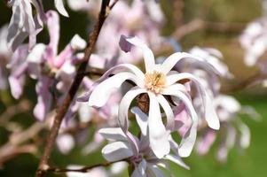 graziosi fiori di magnolia rosa che fioriscono in primavera foto