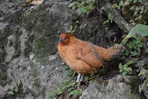 gallina ruspante marrone chiaro in cerca di un punto di nidificazione foto