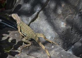 iguana che striscia in avanti su una roccia molto grande foto