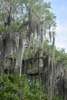 muschio nero che pende dagli alberi nel bayou foto
