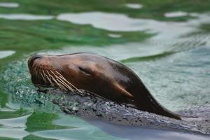 adorabile leone marino che nuota nell'acqua foto