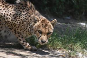 gatto ghepardo maculato in una stretta accovacciata su una roccia foto