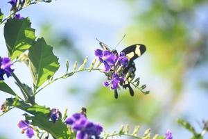 farfalla gialla e nera a coda di rondine sui fiori foto