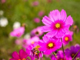 fiori di muschio rosa sotto il cielo blu nuvoloso foto