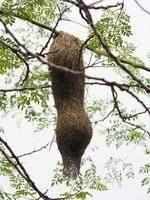 nido di uccello, tessitore sul nido dell'albero uccello tessitoreuccello appeso sullo sfondo della natura dell'albero foto