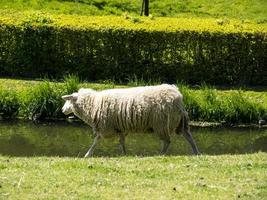 la città olandese enkhuizen foto