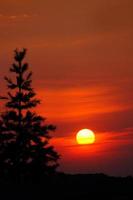 albero di pino solo: cielo rosso malvagio al tramonto