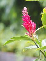 fiore di zenzero rosso, nome alpinia purpurata, secondo la parte superiore del picciolo è un bouquet di foglie decorato con un fermaglio di fiori impilati alternativamente fino a somigliare a squame di pesce foto