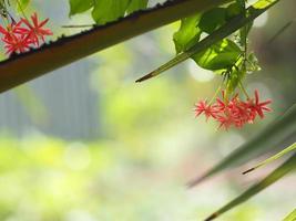 nome del rampicante rangoon fiore il fiore sembra un lungo tubo all'estremità del fiore è separato in cinque petali con rosso bianco o rosa foto