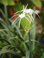 hippeastrum, quadruplo fiore bianco pallido che fiorisce in giardino sullo sfondo della natura foto