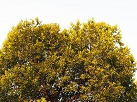 isolato cespuglio verde lascia il profilo dell'albero su sfondo bianco foto