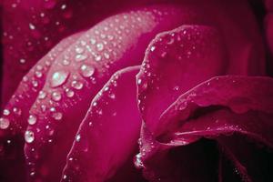 dettaglio del fiore rosa con rugiada