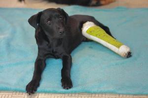 cucciolo di cane con osso rotto ferito ha ricevuto un trattamento di primo soccorso con una stecca di colore verde una visita all'ospedale veterinario. foto