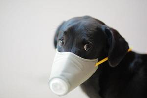 cane che indossa sicurezza, in particolare una maschera per proteggere la polvere pm 2.5 e il virus corona, covid 19 sul simpatico cane nero. concetto covid-19 pandemia di coronavirus e prevenire gli animali domestici che ami. foto